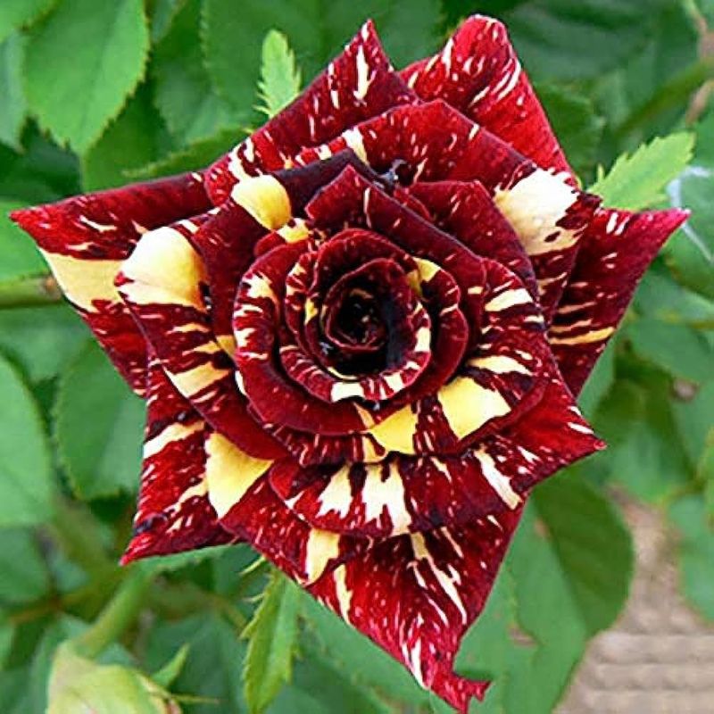 Rosa ‘Black Tiger’