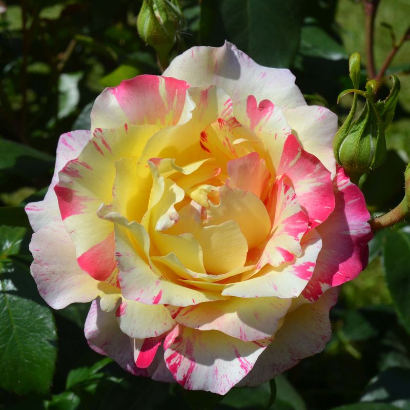 Rosa ‘Camille Pissarro’