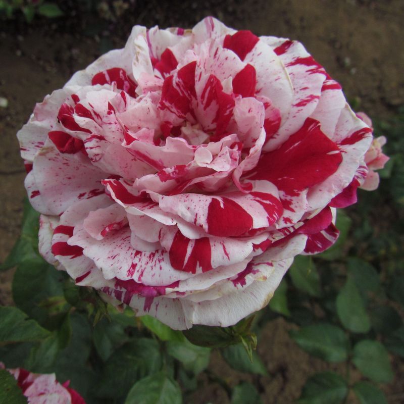 Rosa ‘Striped Delight’