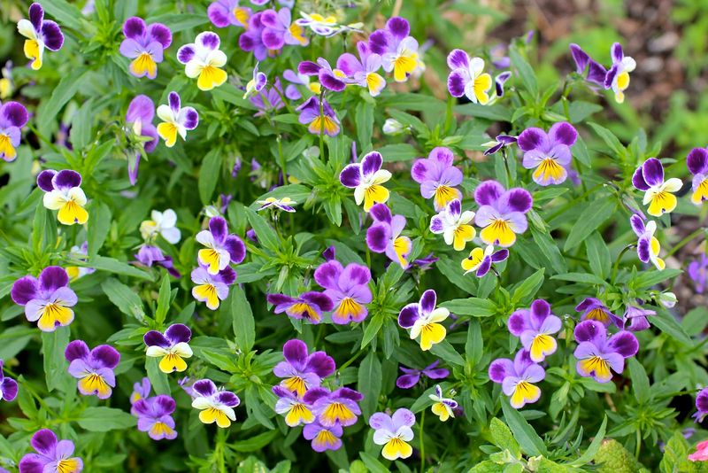 Viola tricolor (Heartsease)