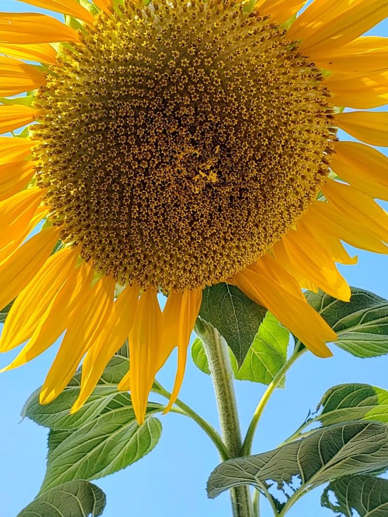 Sunflower 'Titan'