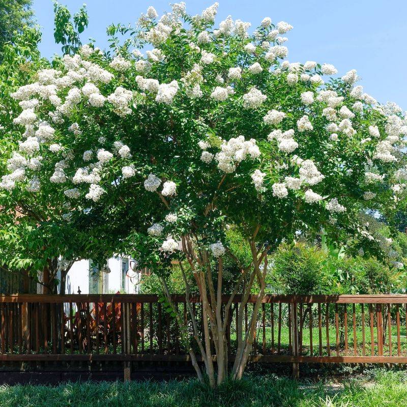 Crape Myrtle 'Natchez'
