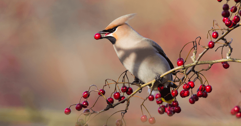 Cedar Waxwing