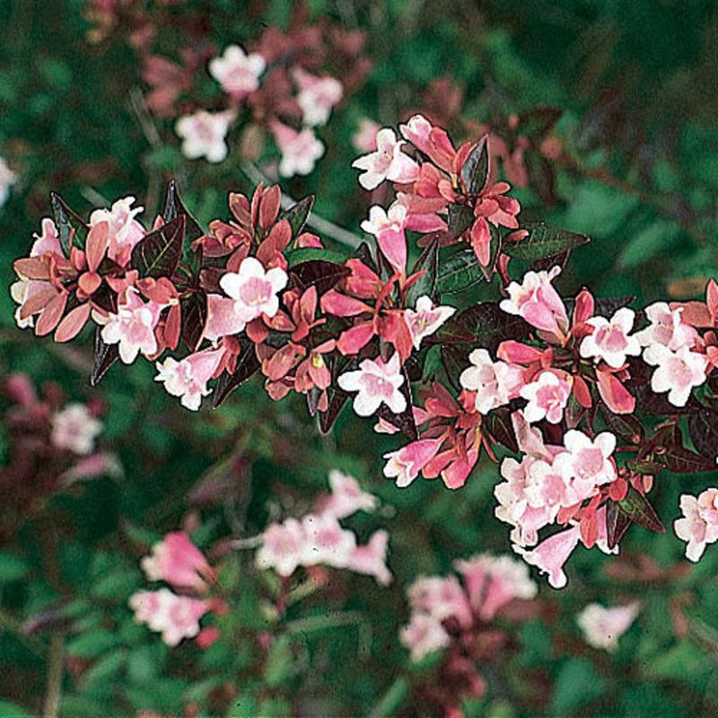 Sherwoodii Abelia