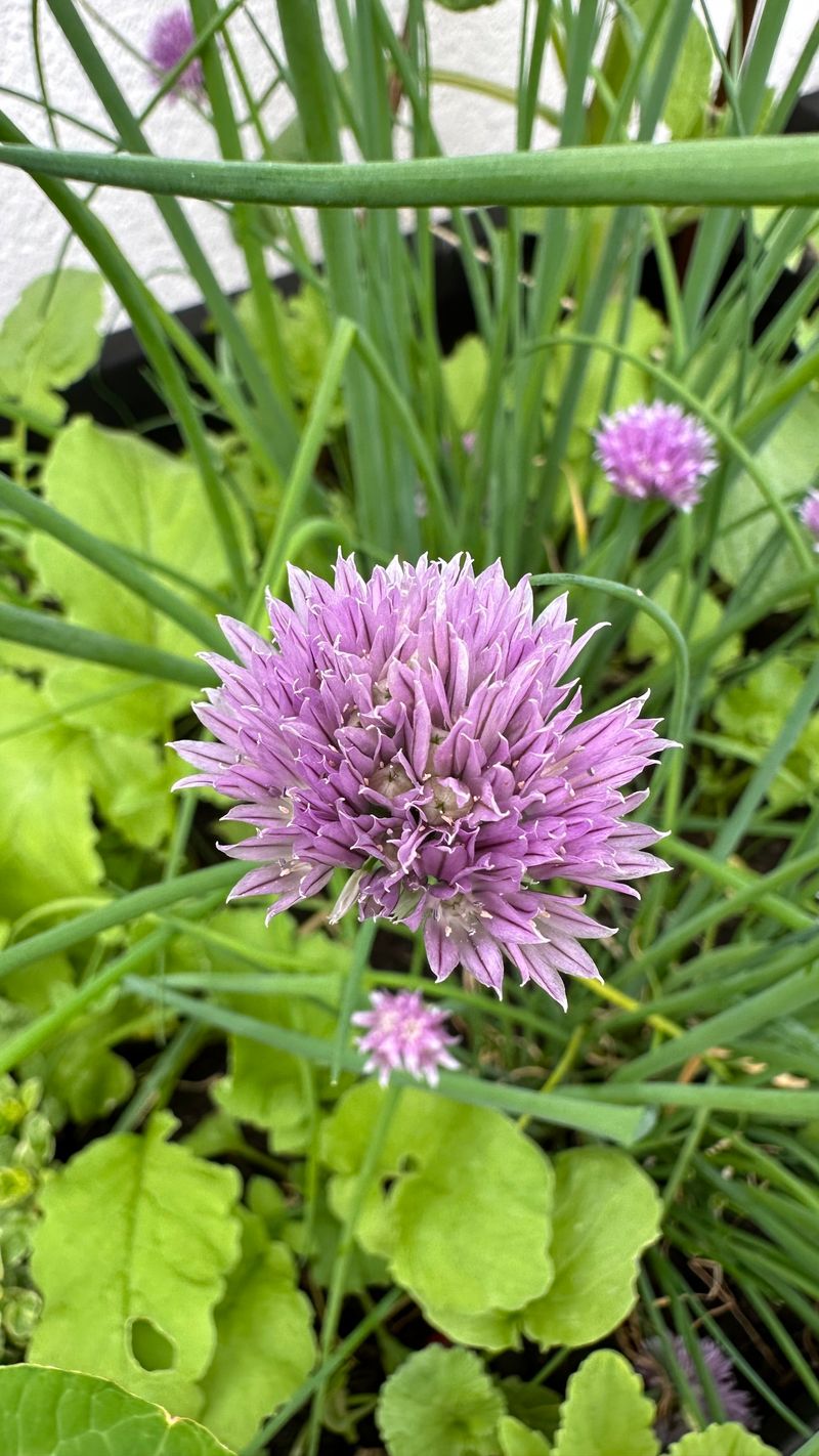 Chive Blossoms (Allium schoenoprasum)