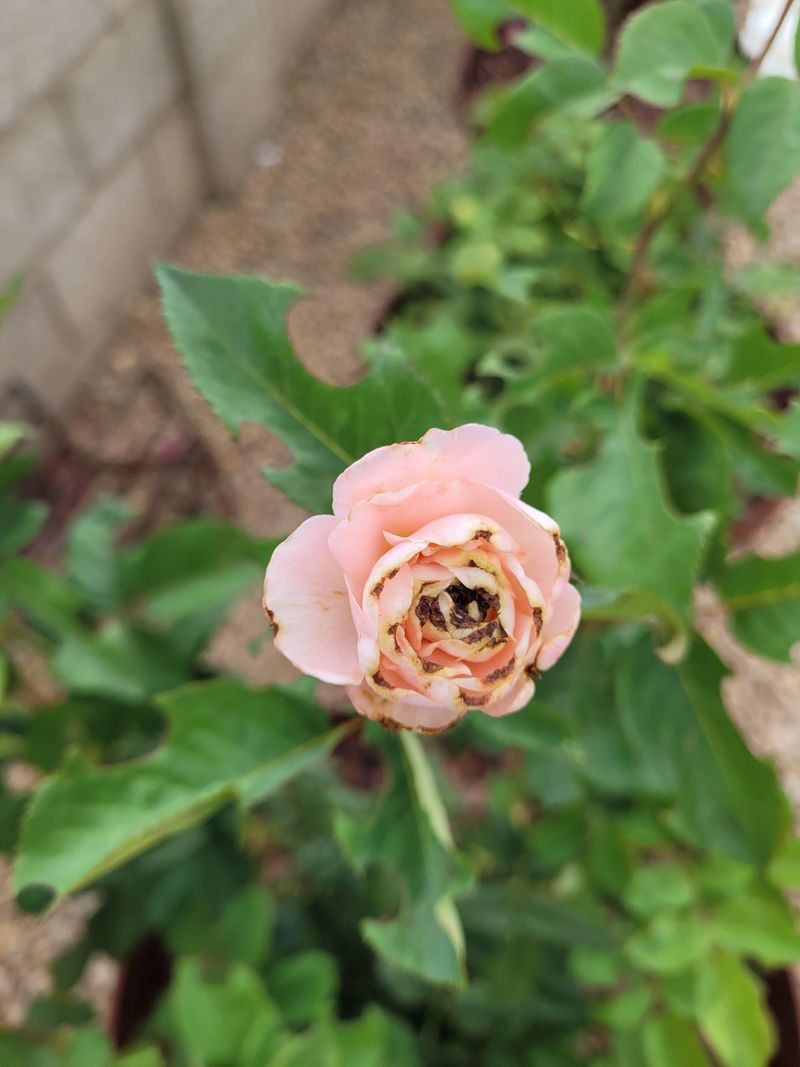 Thrips: Flower Bud Destroyers