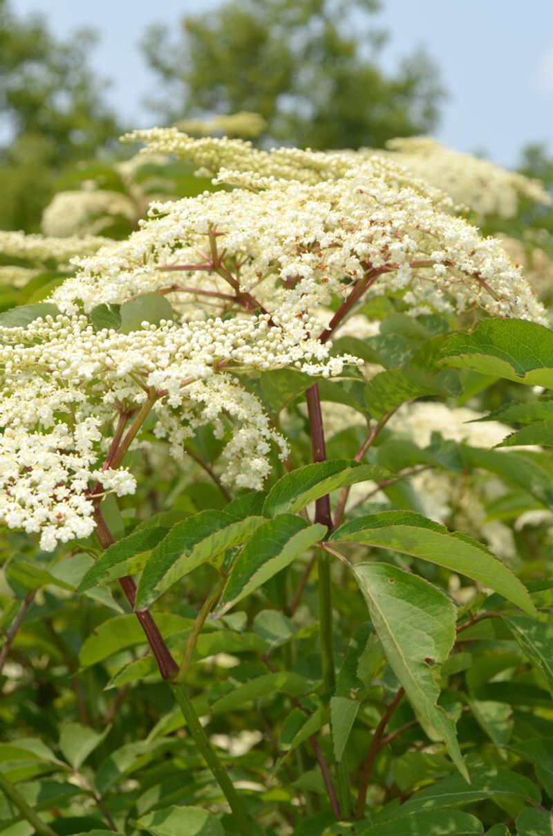 Elderberry