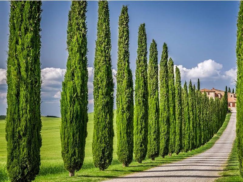 Italian Cypress