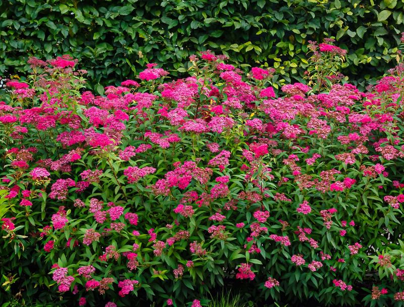 Spirea