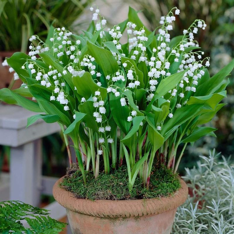 Lily of the Valley