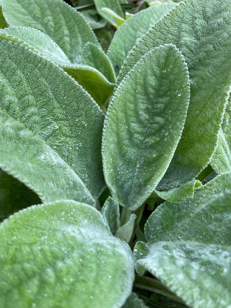 Lamb's Ear