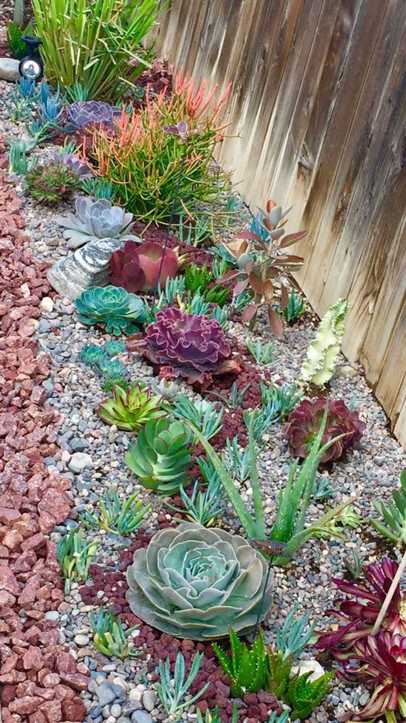 Succulents