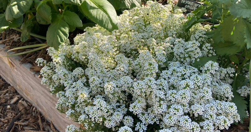 Alyssum