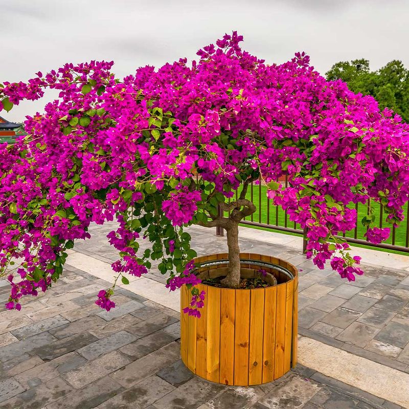 Bougainvillea (Bougainvillea spp.)