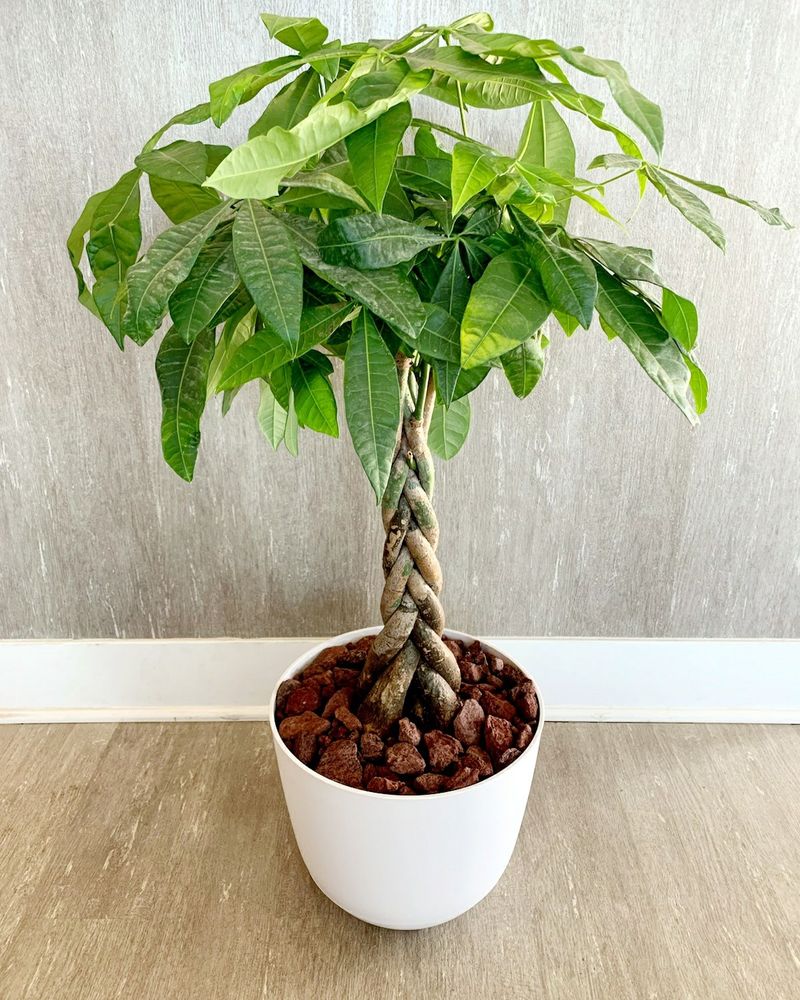 Money Tree (Pachira aquatica)