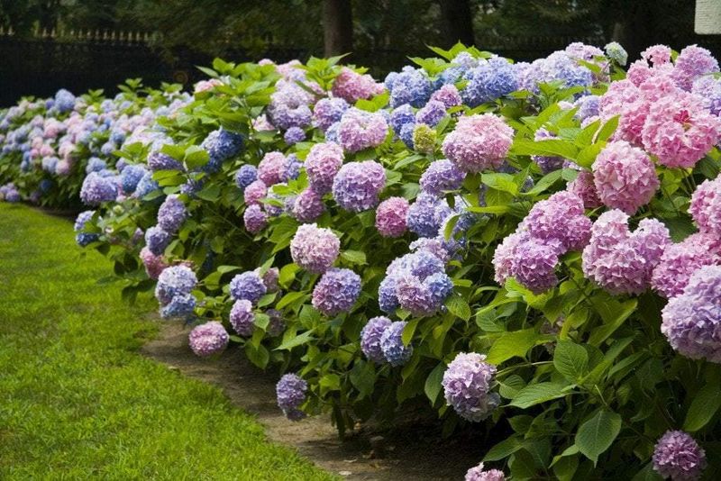 Hydrangea (Hydrangea paniculata)