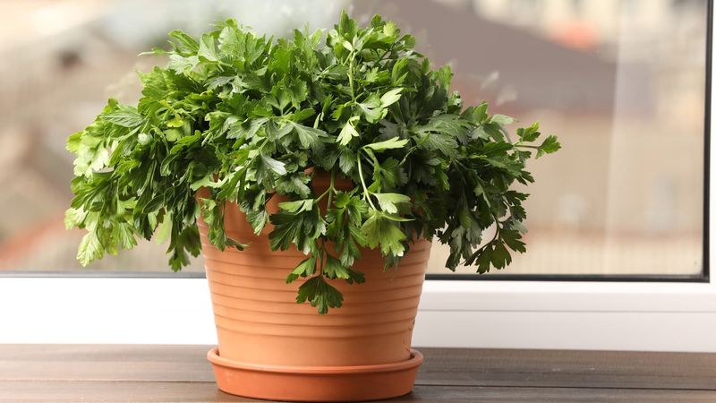 Parsley (Petroselinum crispum)