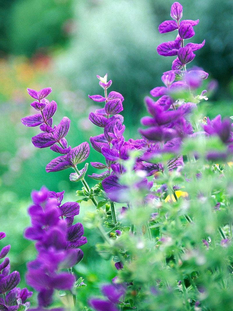 Sage (Salvia officinalis)