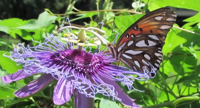 Passionflower Vine