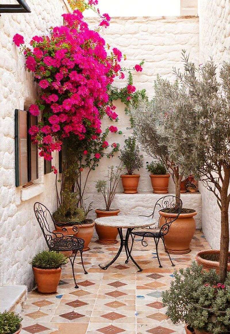 Bougainvillea