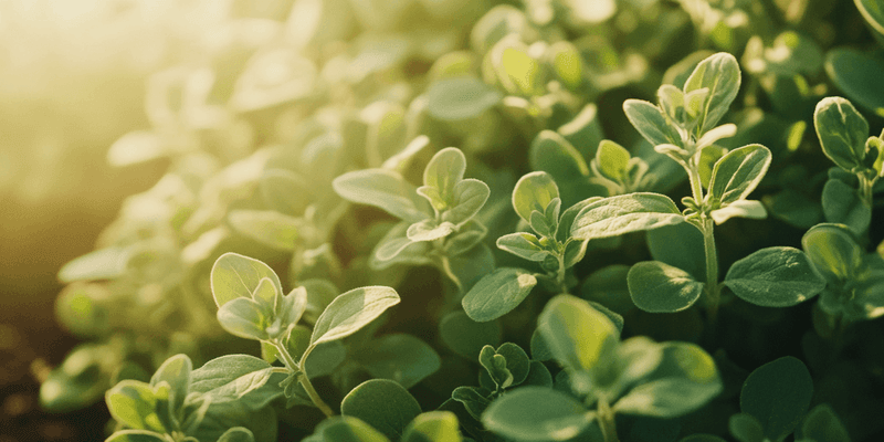Oregano