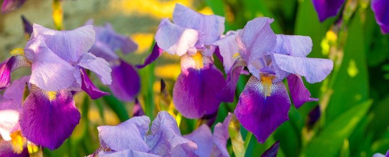Irises