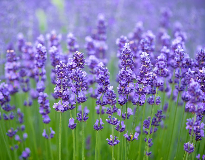 Lavender
