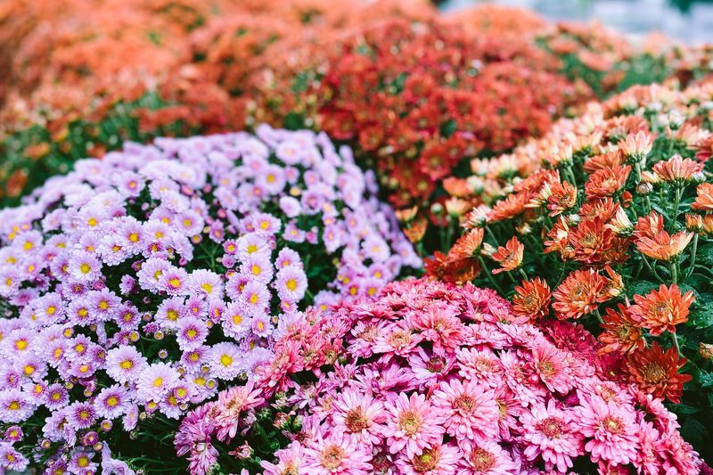 Chrysanthemums