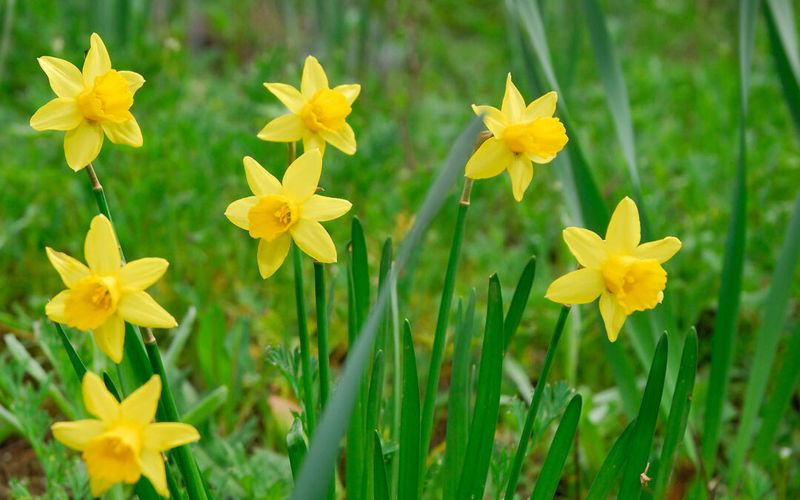 Daffodils