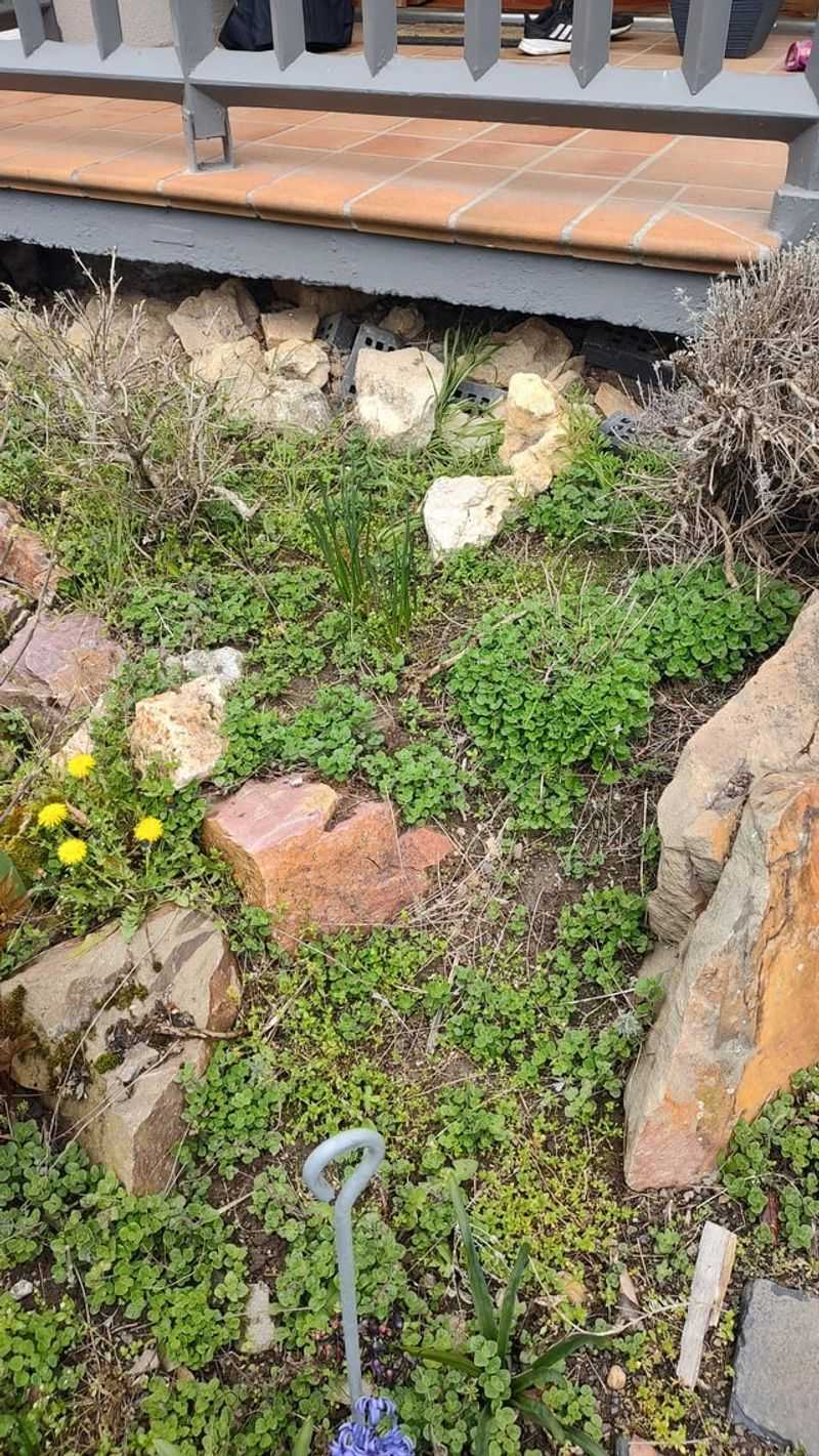 Mint Will Take Over Your Garden