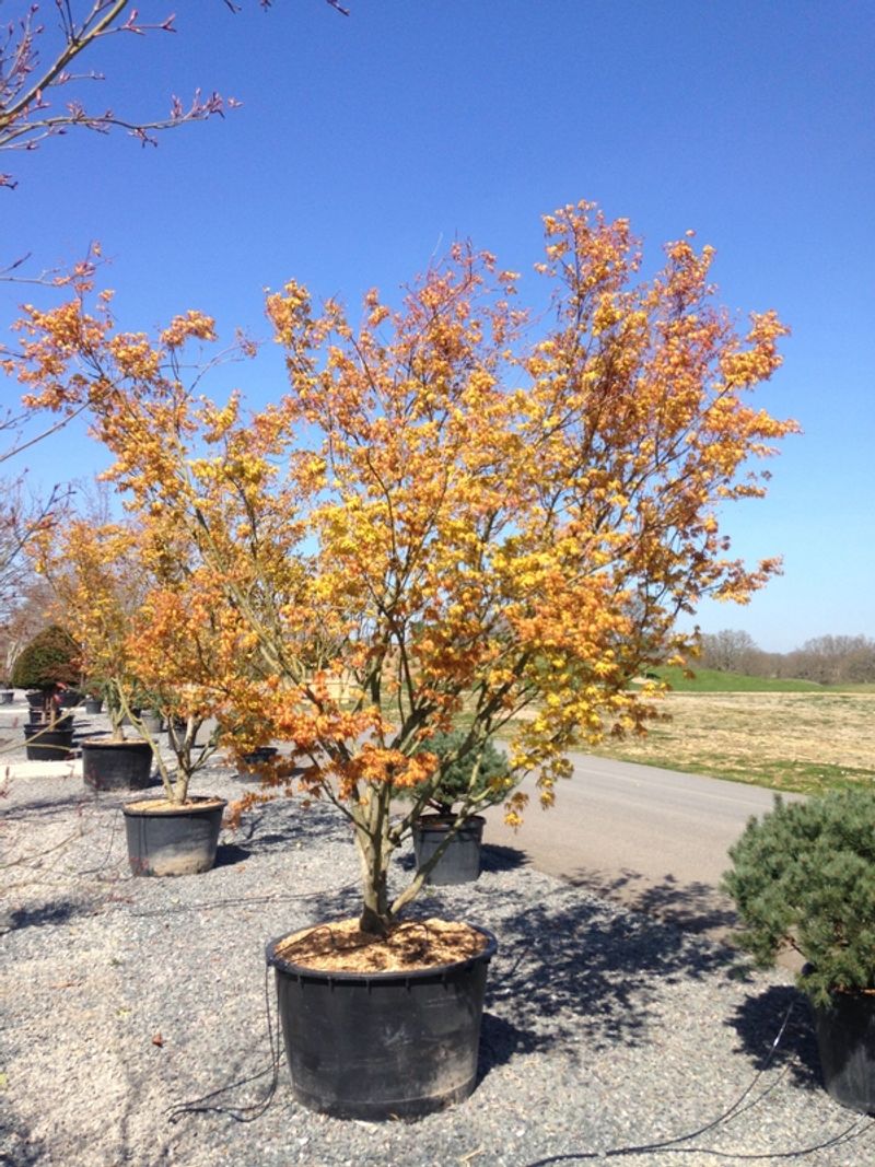 Japanese Maple (Acer palmatum)