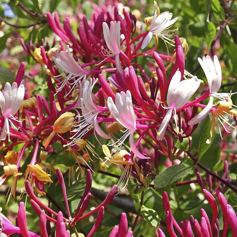 Honeysuckle (Lonicera spp.)