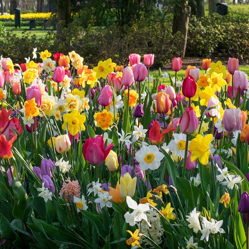 Tulips and Daffodils