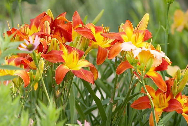 Daylilies