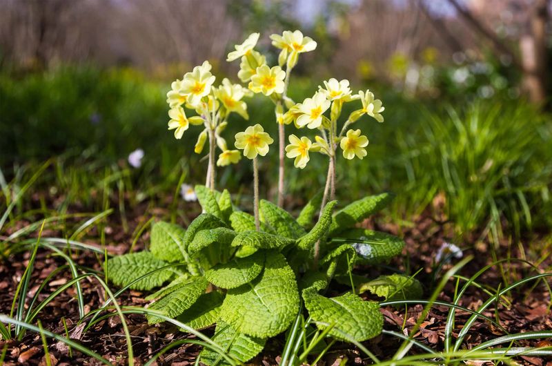 Primula veris (Cowslip)