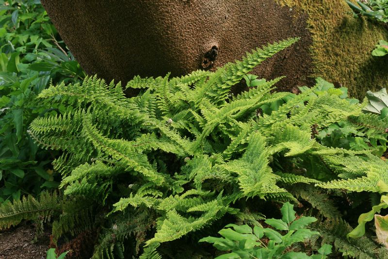 Shield Fern