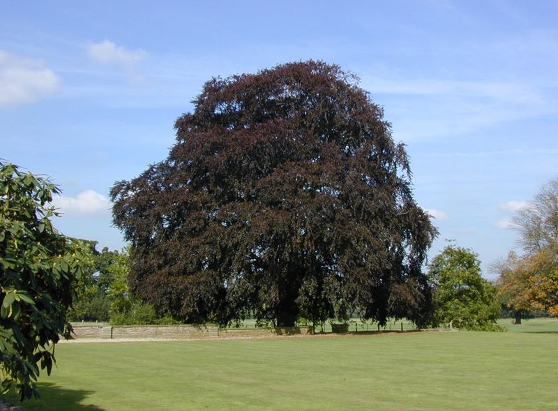 Purple European Beech
