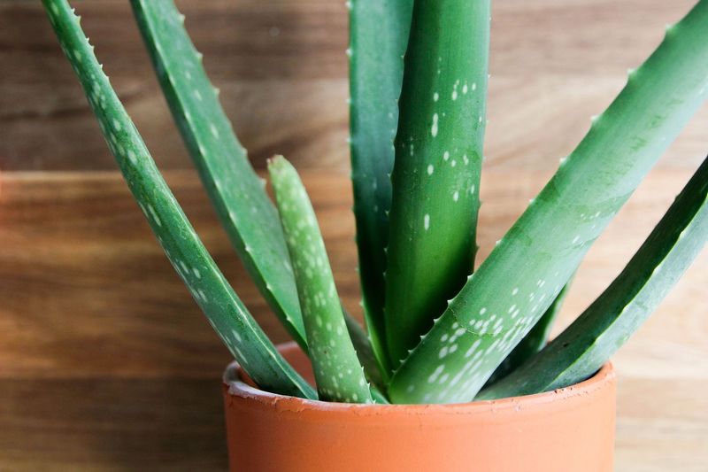 Aloe Vera