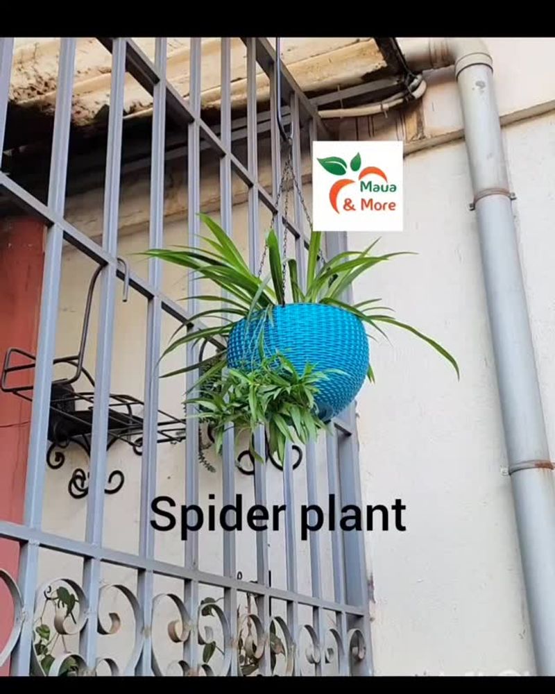 Spider Plant