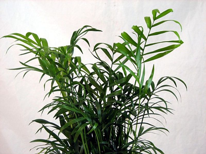 Parlor Palm