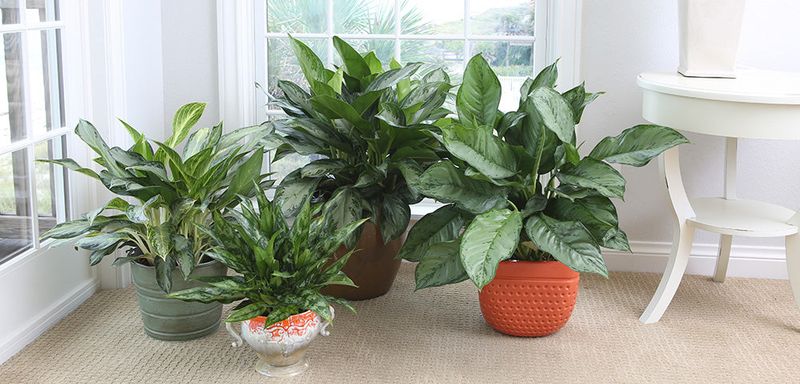 Chinese Evergreen (Aglaonema)