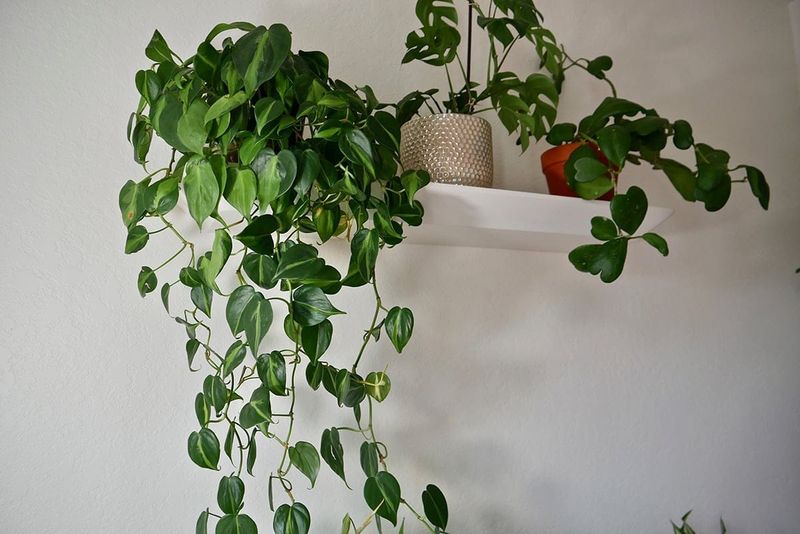 Philodendron (Heartleaf & Brasil)