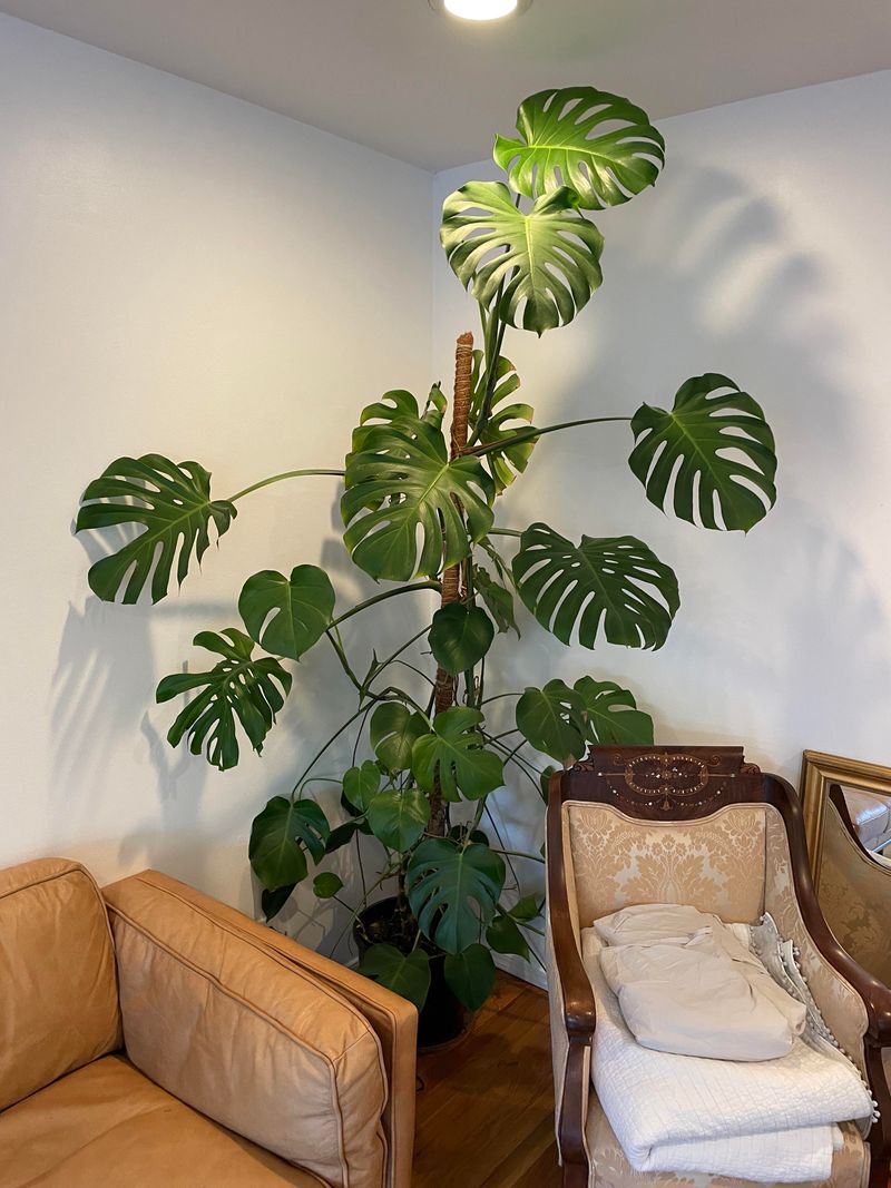 Monstera (Monstera deliciosa)