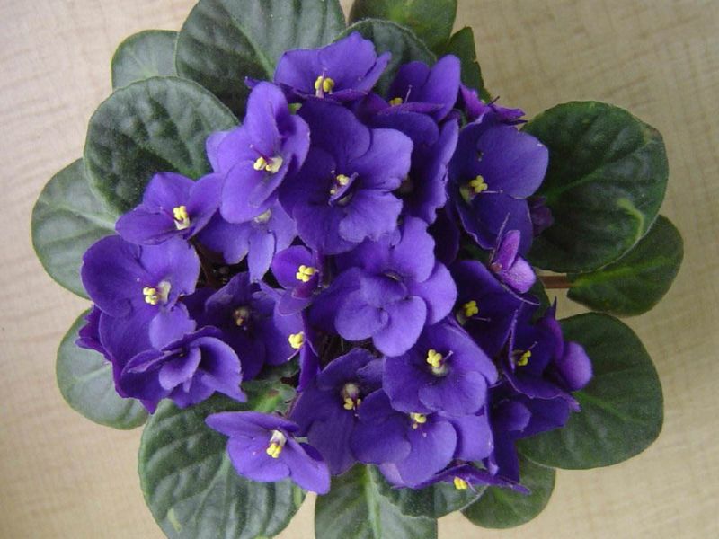 African Violet (Saintpaulia)
