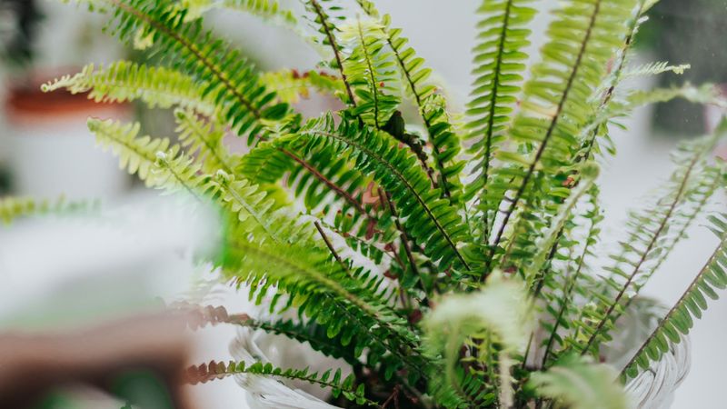 Boston Fern