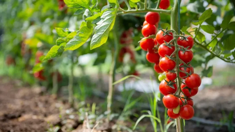 Baking Soda for Sweeter Tomatoes