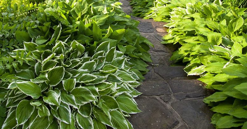 Hosta