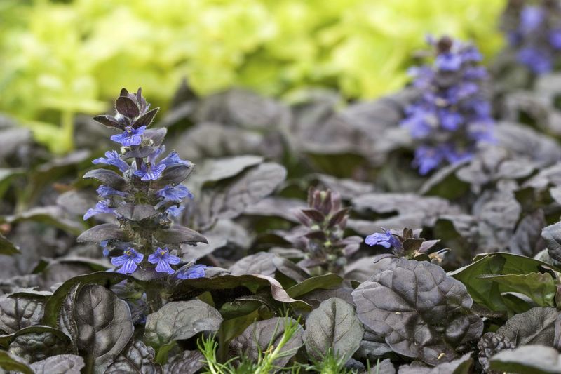 Ajuga
