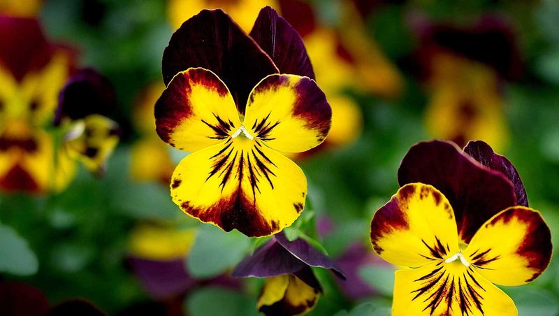 Pansy