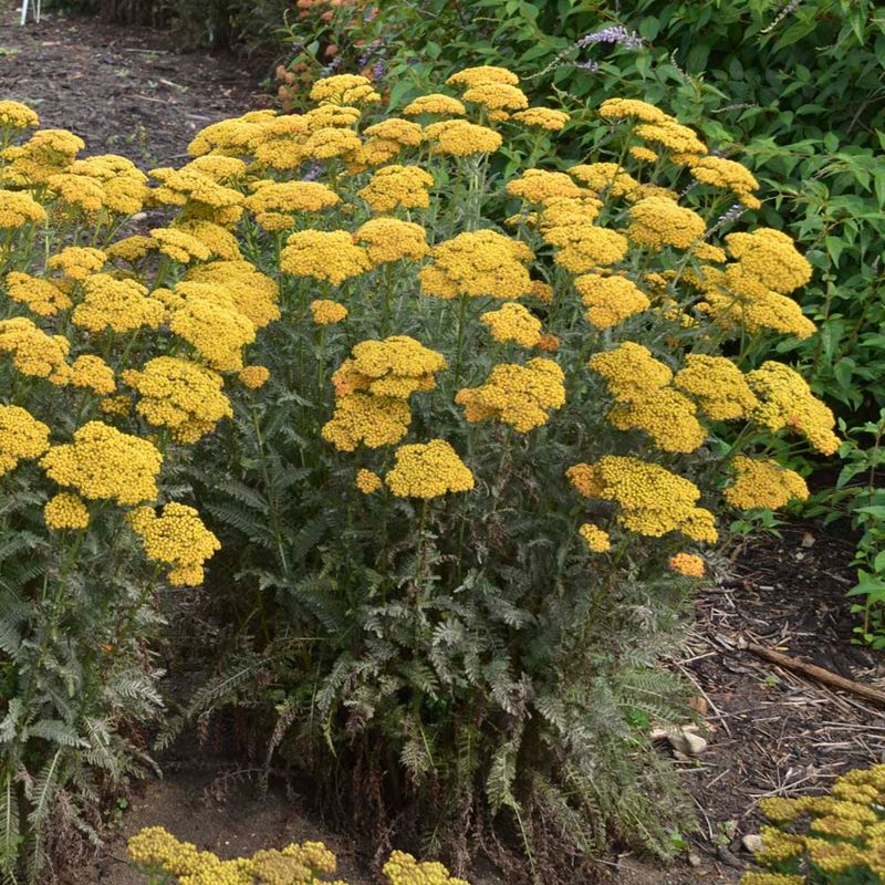 Yarrow